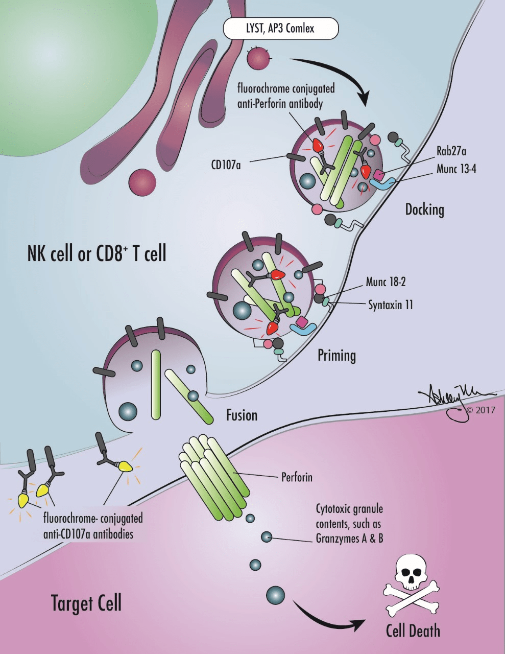 Illustration of involvement of selected primary HLH proteins in cytotoxic lymphocyte degranulation and target cell killing. Antibodies against markers used in selected screening diagnostics are also shown (perforin and CD107a).